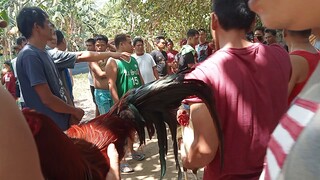 tupada w/Daniel na taga tari sa mga manok ko cya Ang magbitaw