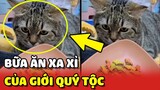 BỮA ĂN XA XỈ của các bé mèo thuộc "GIỚI QUÝ TỘC" khiến nhiều người ngưỡng mộ 😲 | Yêu Lu