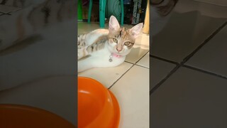 sedih ikan mati #shorts #kucinglucu #kucinggemoy #kucing #cat