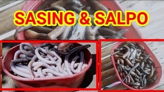 PAANO MANGHULI NG SASING ATSAKA SALPO #fishing #paanomanghulingsasingtsakasalpo #seafoods