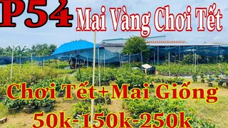 Mai vàng chơi tết p54 | 0822339788 Toàn | Các Loại mai chơi tết và các loại mai giống 2022