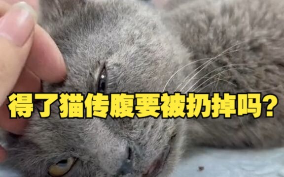 所以得了猫传腹就一定要被扔掉吗