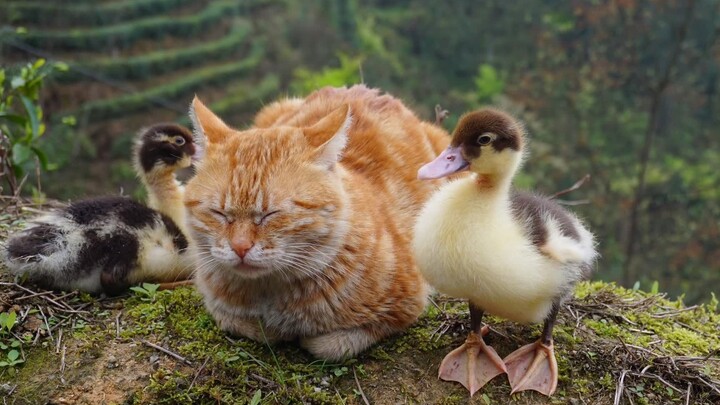 小番鸭在猫咪们的呵护下慢慢长大