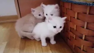 The Little Cute Kitten Angry Like Her Mother