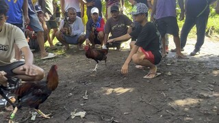 10th fight. Pangatlong manok ng handler ko