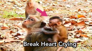 Very Break Heart Crying For Nasty Baby Jilla,Baby Monkey Cruel Crying Very Loudly Call Mum Jill Help