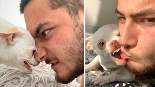 Funny, Angry And Crazy Chihuahua - Try Not To Laugh 🤣🤣 | Pets House