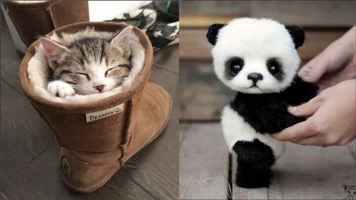 Cute baby animals Videos Compilation cutest moment of the animals - Cutest Puppies #2 - Bilibili Cute baby animals Videos Compilation cutest moment of the animals - Cutest Puppies #2 - Bilibili