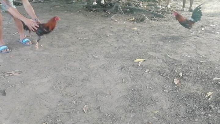 Battle of broodcock #sabong