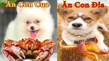 Thú Cưng TV | Bông ham ăn Bí Ngô Cute #63 | Chó thông minh vui nhộn | Pets funny cute dog