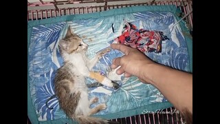 Kitten Got Weaker, Took Her In Clinic