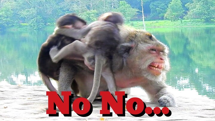 No No...​Monkey Scare​ Like​That​ Baby Monkey No Stop To Do