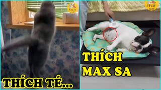 Chó mèo hài hước dễ thương #374