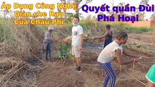 Cách làm Giàn che nắng cho rau ở Châu Phi||Ahihi cuộc sống châu phi