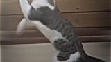 karate cat