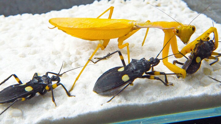 Một con bọ ngựa vàng và 3 con bọ sát thủ