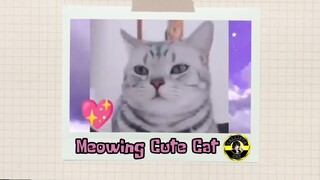 Cat meowing sound effects | meowing cat to attack Cats