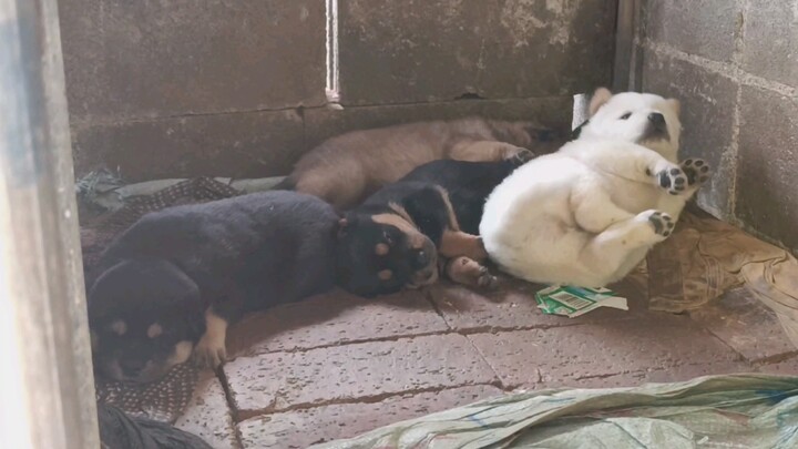 Teknik pemanggilan anjing susu kecil!