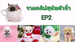 รวมคลิปสุนัขตัวจิ๋ว Ep 2