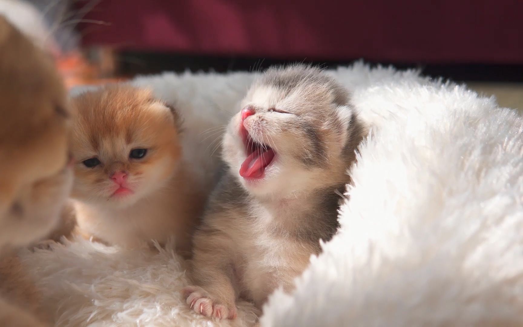 cute yawning animals