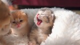 [สัตว์]ดูลูกแมวหาวด้วยกัน