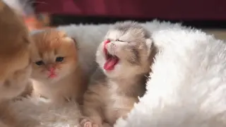 [Animals]Watch baby cats yawning together