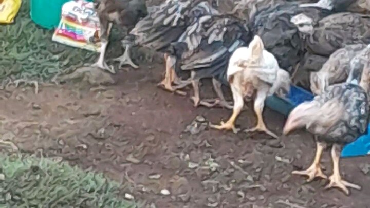 dry to wet feeding