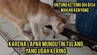 Karena Lapar Sampai Makan Tulang Yang Sudah Kering.!