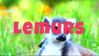 Lemurs