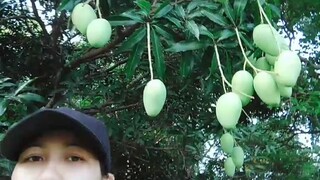 fresh mangga