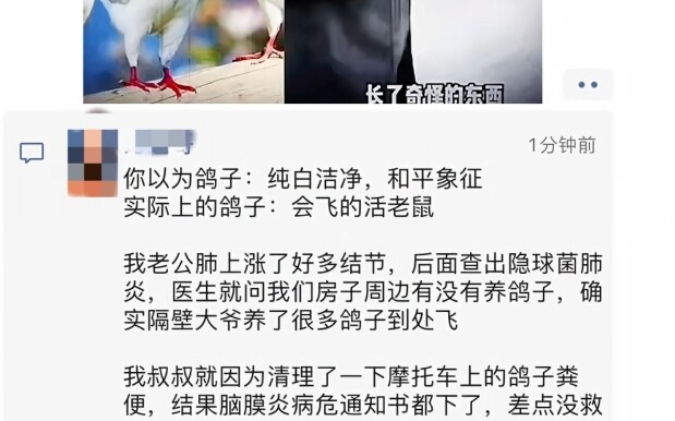 原来鸽子就是会飞的老鼠?