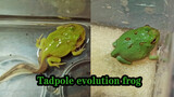 From Tadpole To Frog, A 29 Days Study