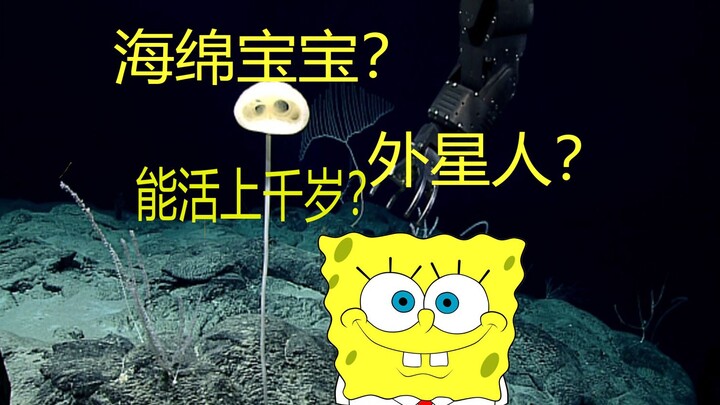 海绵宝宝？外星人？能活上千年？外星人海绵宝宝！壮丽陌客海绵——2020年十大海洋新物种【兰熊的科普时间】