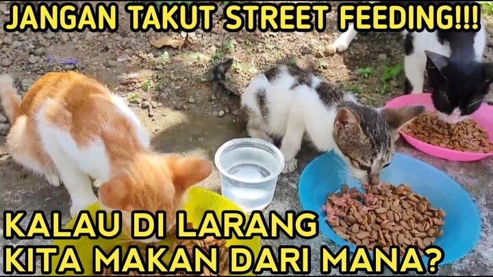 TEGA MELARANG MEMBERI MAKAN KUCING LIAR? LIHAT MEREKA,KELAPARAN SAMPAI MENGAIS SISA ROTI KERING!!!