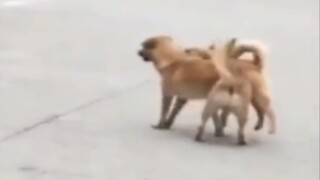 [Hewan]Kedua Anjing... Karena Canggung Tak Pernah Bertemu Lagi