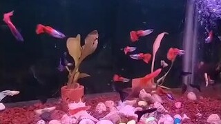 ikan guppy