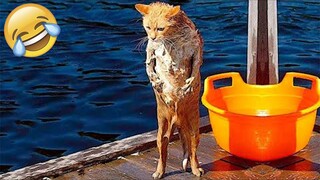 Funny Animal Videos 2022 😂 - Funniest Cats And Dogs Videos 😺😍 #8