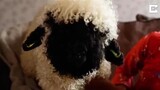 Valais Blacknose, the real-life Shaun the Sheep