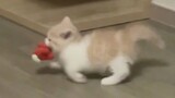 Cute cats compilation to bright up your mood