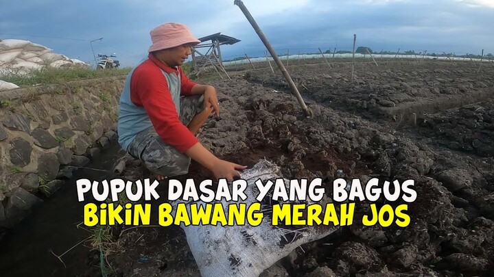 Pupuk Dasar Yang Saya Gunakan Untuk Bawang Merah