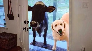 When your dog brings home a friend 🙈🤣Funniest Dog Ever!