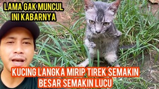 Lama Gak Muncul Kucing Langka Mirip Tirex  Ini Kondisinya Sekarang ..!