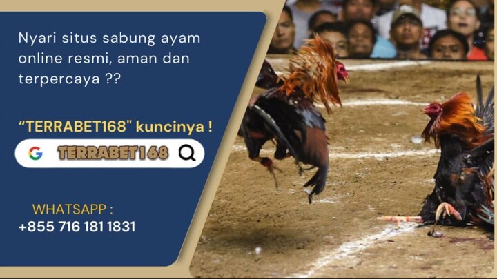 ADU AYAM ONLINE | SABUNG AYAM | SITUS SABUNG AYAM ONLINE RESMI | TAJEN ONLINE | TERRABET168