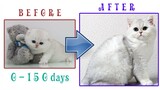 How kitten EVAN grows up: from 0 to 150 days | BEFORE & AFTER | British Shorthair Silver Shaded