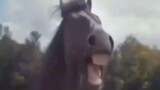 #Funny horse ever