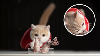 【Animal circle】Cat Mukbang: Attacks squid