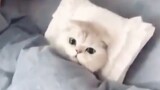 [Cats] Jangan Bangunkan Aku Saat Liburan, Bu