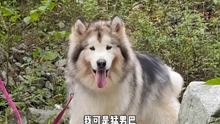 爬个山所有人都嘲笑我说我胖爬不上去 那我走？？？