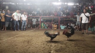 Bood cock Peruvian x kelso 2nd win❤️🐓