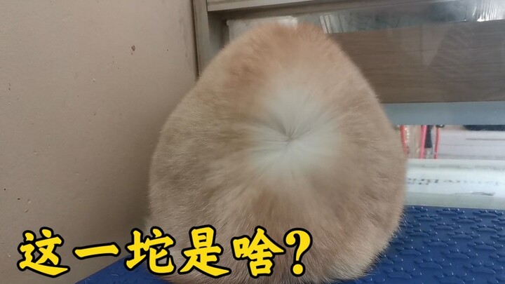 帮一虚胖的猫洗澡，全程不反抗。老板娘：再给我来一打这样的猫。